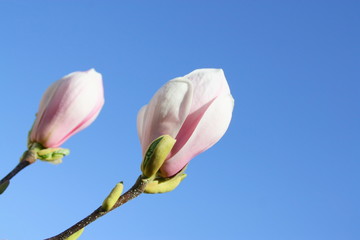 Fototapeta premium magnolia rose,en boutons floraux, en gros plan sur fond ciel bleu 