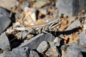 Gottesanbeterin zwischen Steinen; Natur, Tierwelt