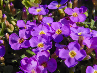 purple flowers in the garden macro