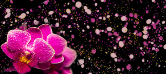 pink orchids with droplets of water and colorful copy space. Floristic abstract spa background