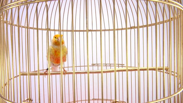 singing canary in a cage isolated on a white screen. soud