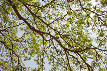 green leaf background