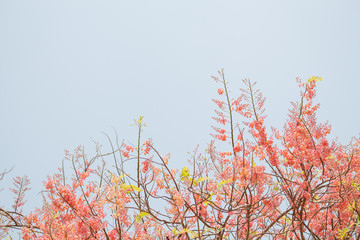 Beautiful cherry blossom flowers soft and blurred background.
