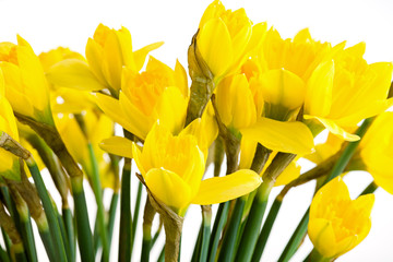 Naklejka premium Spring floral border, beautiful fresh daffodils flowers, isolated on white background.