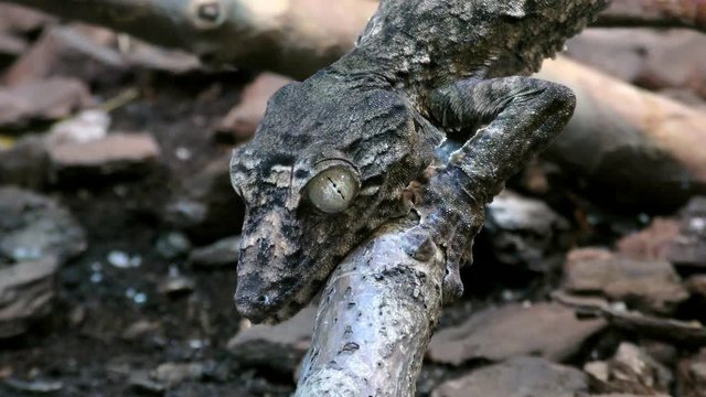 Portpait of Henkel's Leaf-tailed Gecko, Uroplatus giganteus sitting on a branch
