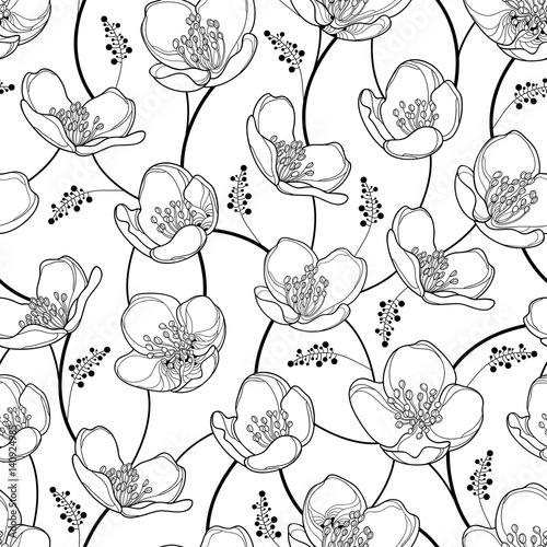 Vector Seamless Pattern With Outline Jasmine Flowers In Black On The White Background Elegance Floral