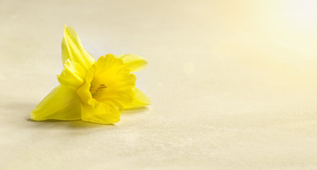 Easter card and banner idea with yellow flower