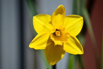 Fototapeta premium Narcissus flower