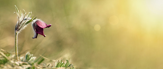 Website banner of a beautiful Easter flower in Spring