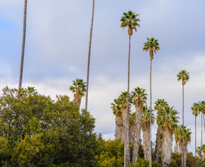 Palms after a rain storm