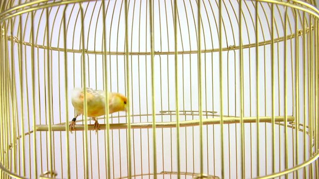 singing canary in a cage isolated on a white screen. soud