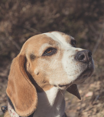 beagle dog portrait