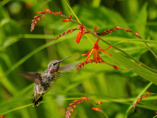 Anna Hummingbird feeding from red crocosmia flowers