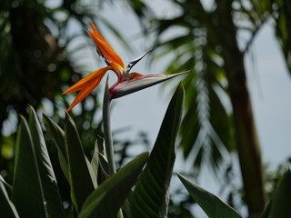 Oiseau de Paradis, Strelitzia reginae, jardin cr&eacute;ole, La R&eacute;union