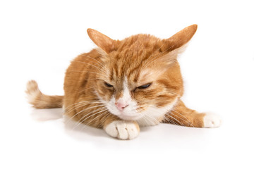 Isolated portrait of a red cat   