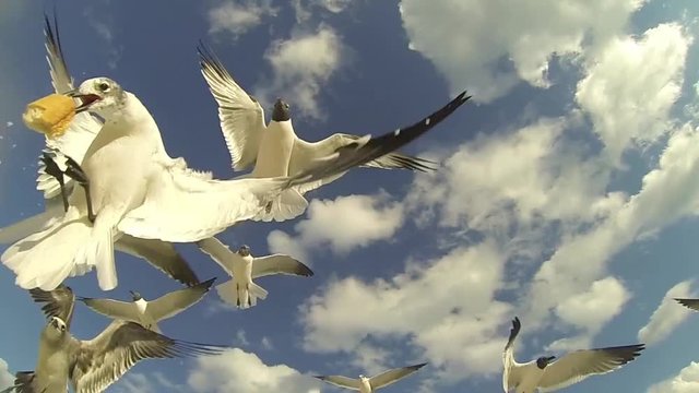 M&ouml;ve im Flug beim F&uuml;tten 