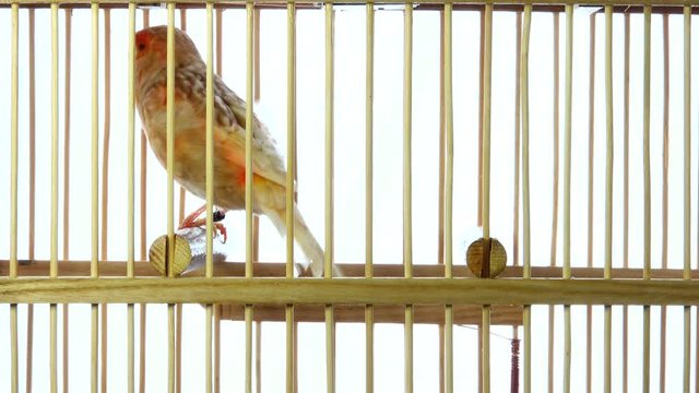 singing canary in a cage isolated on a white screen. soud