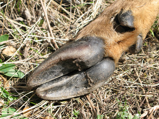 Fototapeta premium Sabot de chamois dans les Alpes