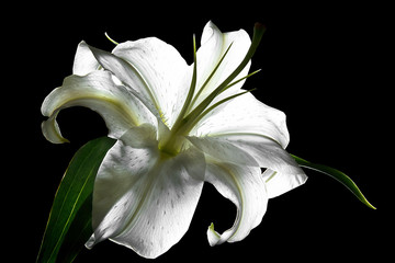 White lily on a black background