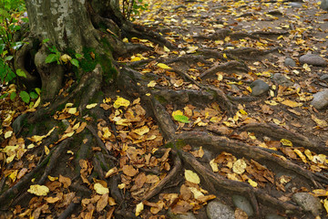 misty beech forest, tree roots among the autumn leaves