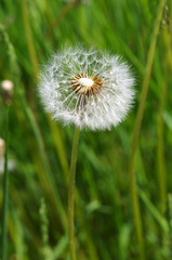 Closeup. Blooming dandelion seeds. Lush summer vegetation.