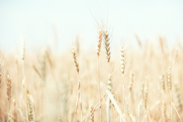 Wheat field