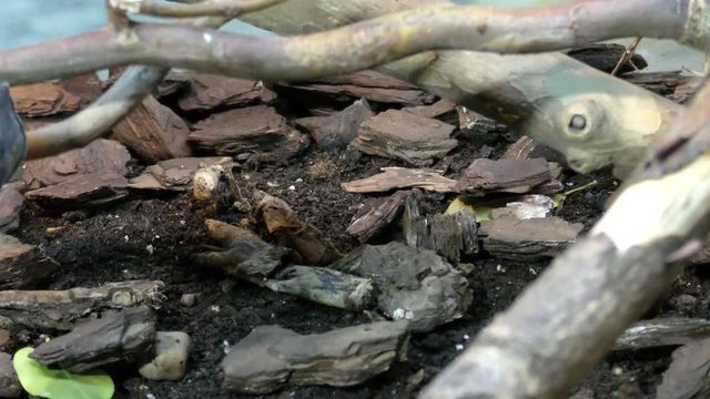 Portpait of Henkel's Leaf-tailed Gecko, Uroplatus giganteus sitting on a branch

