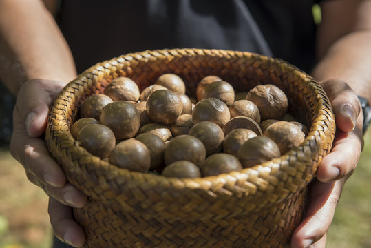 Close up of a farmer's hand. Hold a basket of macadamia nuts.