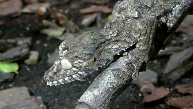 Portpait of Henkel's Leaf-tailed Gecko, Uroplatus giganteus sitting on a branch

