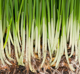 Bright green grass