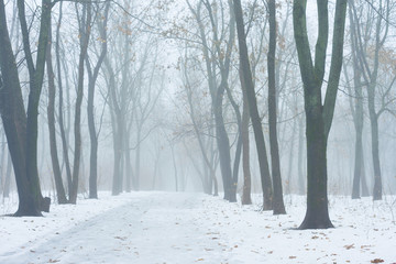 Obraz premium winter alley. Foggy view. The off-season between winter and spring.