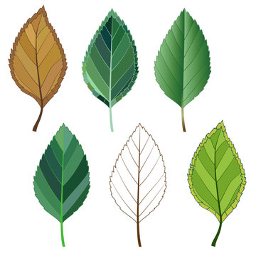 colorful mosaic apple leaves. isolated. easy to modify. vector .illustration.