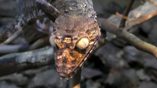 Portpait of Henkel's Leaf-tailed Gecko, Uroplatus giganteus sitting on a branch

