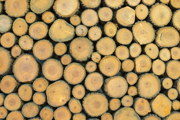 Seamless wood texture of cut tree trunk