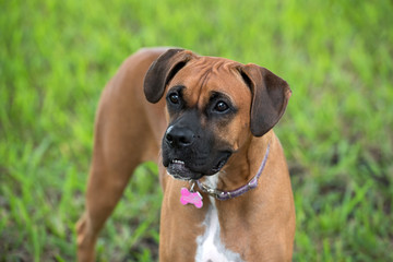 Beautiful female boxer dog outdoors