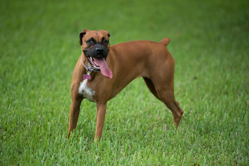Beautiful female boxer dog outdoors 