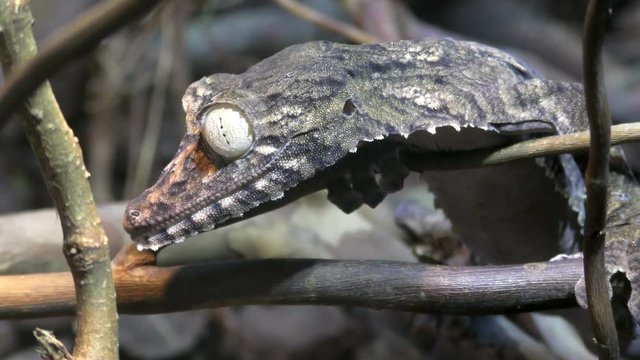 Portpait of Henkel's Leaf-tailed Gecko, Uroplatus giganteus sitting on a branch
