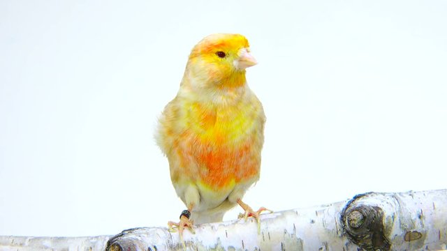 feo canary isolated on a white screen. soud