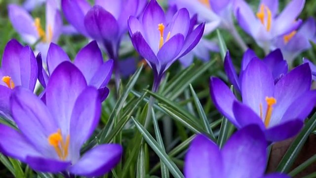 blaue krokusse, makro, nahaufnahme, zoom out
