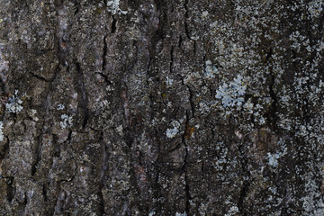 Bark of pine with lichen and moss background texture