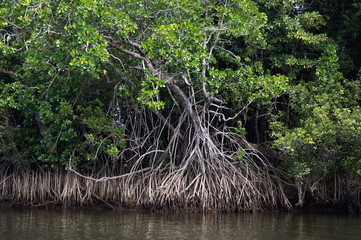 Roots and mangroves