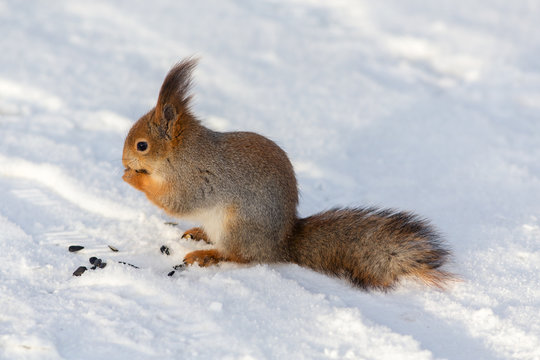 squirrel on the snow © Maslov Dmitry