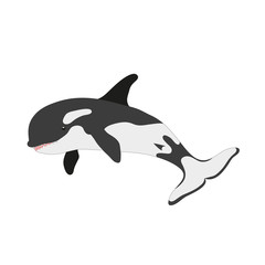 Natural orca whale vector illustration isolated on white