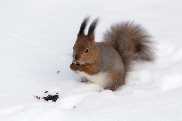 squirrel in winter day