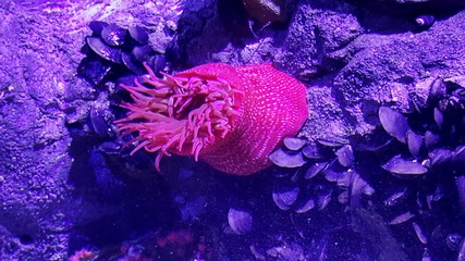 Pink sea anemone