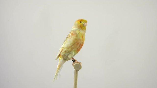 feo canary isolated on a white screen. soud