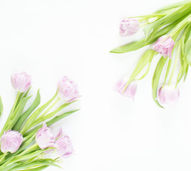 Spring flowers on white background. Pink tulips.