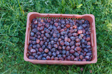 Plums in the plastic basket