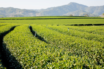 Tea leave in the field