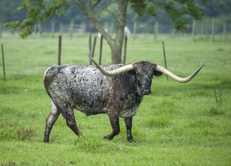 Texas longhorn cattle in lush pasture